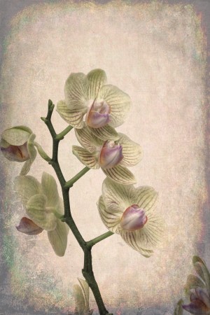 Orchid 1